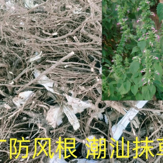 陆丰市 抹草 广防风纯，天然就是好，采于山边