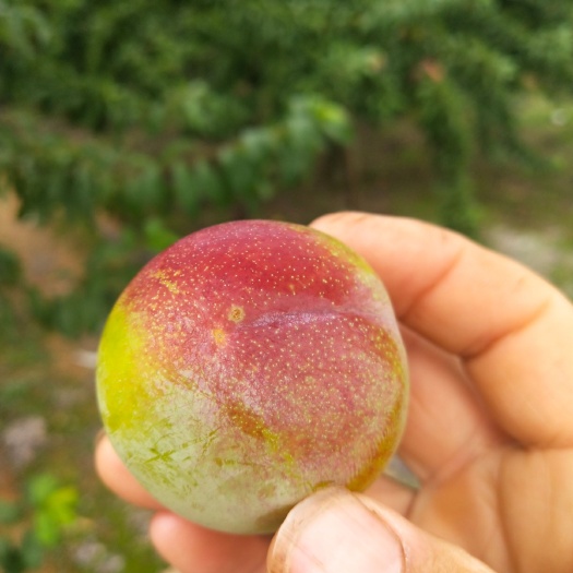 宜城市李子  好吃纯甜