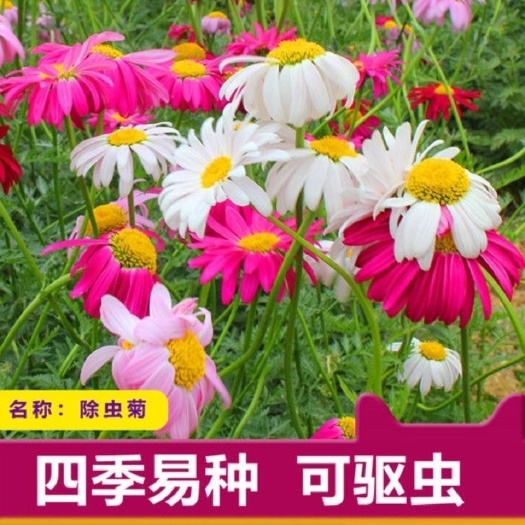 南宁除虫菊种子 驱蚊草种子夏季驱蚊易种易活夜来香除虫菊薄荷薰衣草