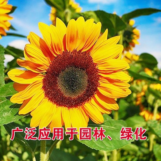 向日葵种苗 高杆观赏食用向日葵种籽葵花籽蔬菜种观赏花种籽子瓜子四季盆栽花