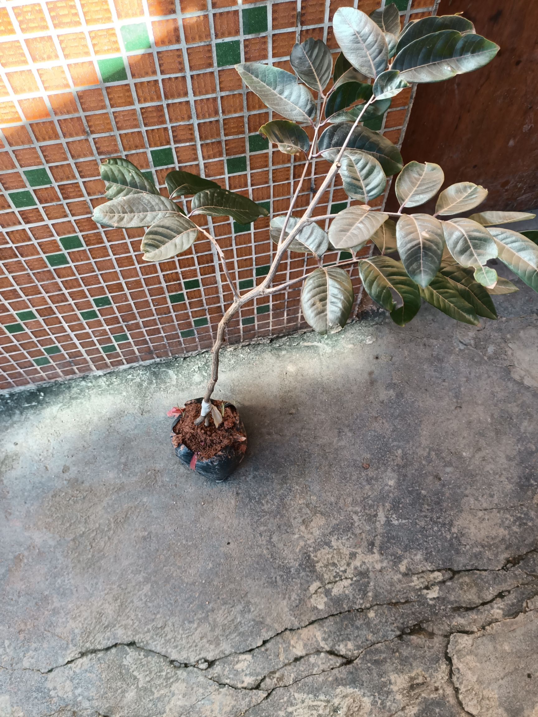 新品种红皮龙眼苗、带叶子、带原土营养杯