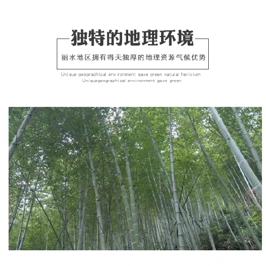 庐江县毛竹 种竹母