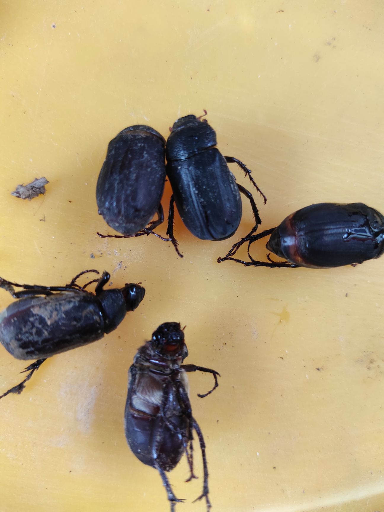 金龟子 漯河市苍虫开收大量合作