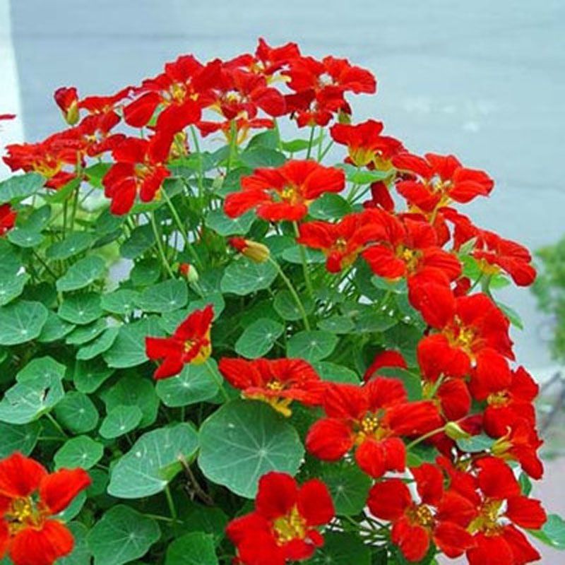  旱金莲种子花苗四季开花盆栽花草植物室内易活花卉好养室外花种子