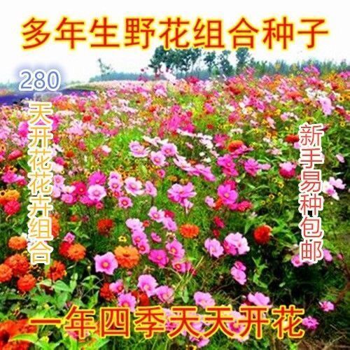 百日草种子 百日草花种子庭院种子四季易种室外阳台花籽子四季易种活开花不断