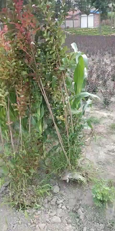 泰兴市紫薇树