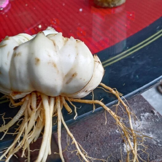 恩施市 龙牙百合，大量批发价供应