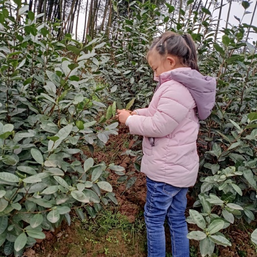 高县 明前茶叶批发