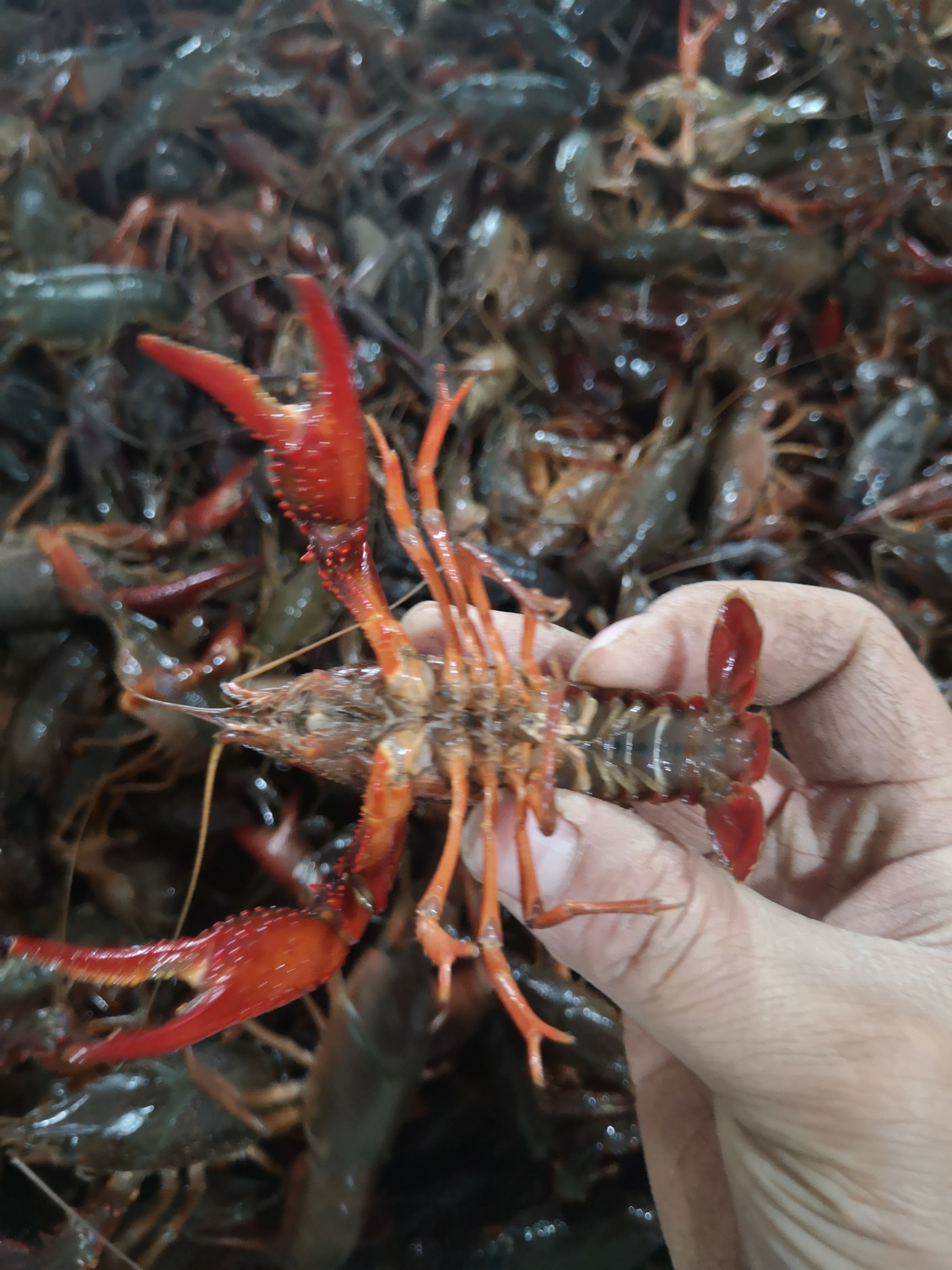  洪湖小龙虾，青壳白底肉质细腻