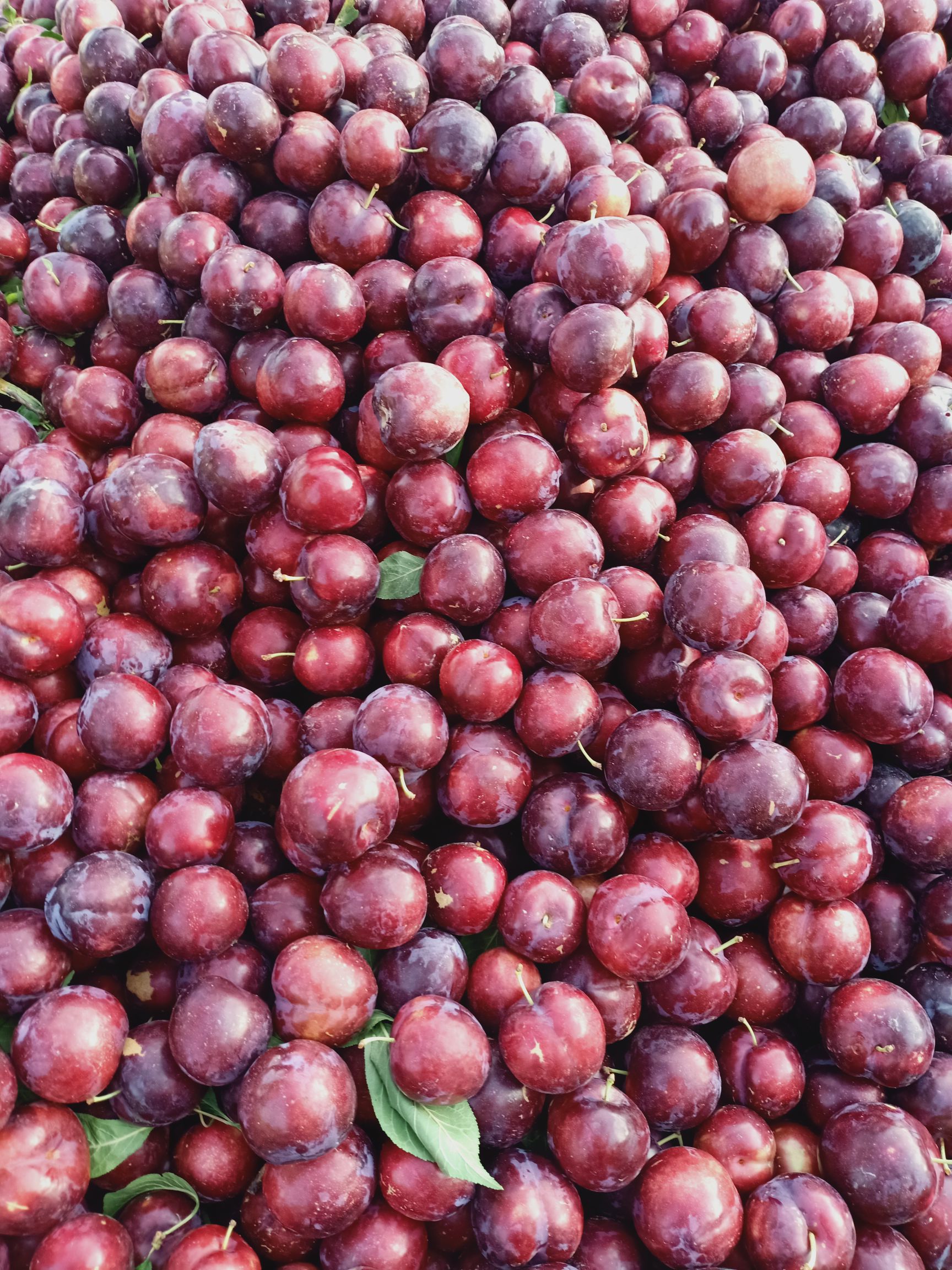 红心李 澳洲红仁