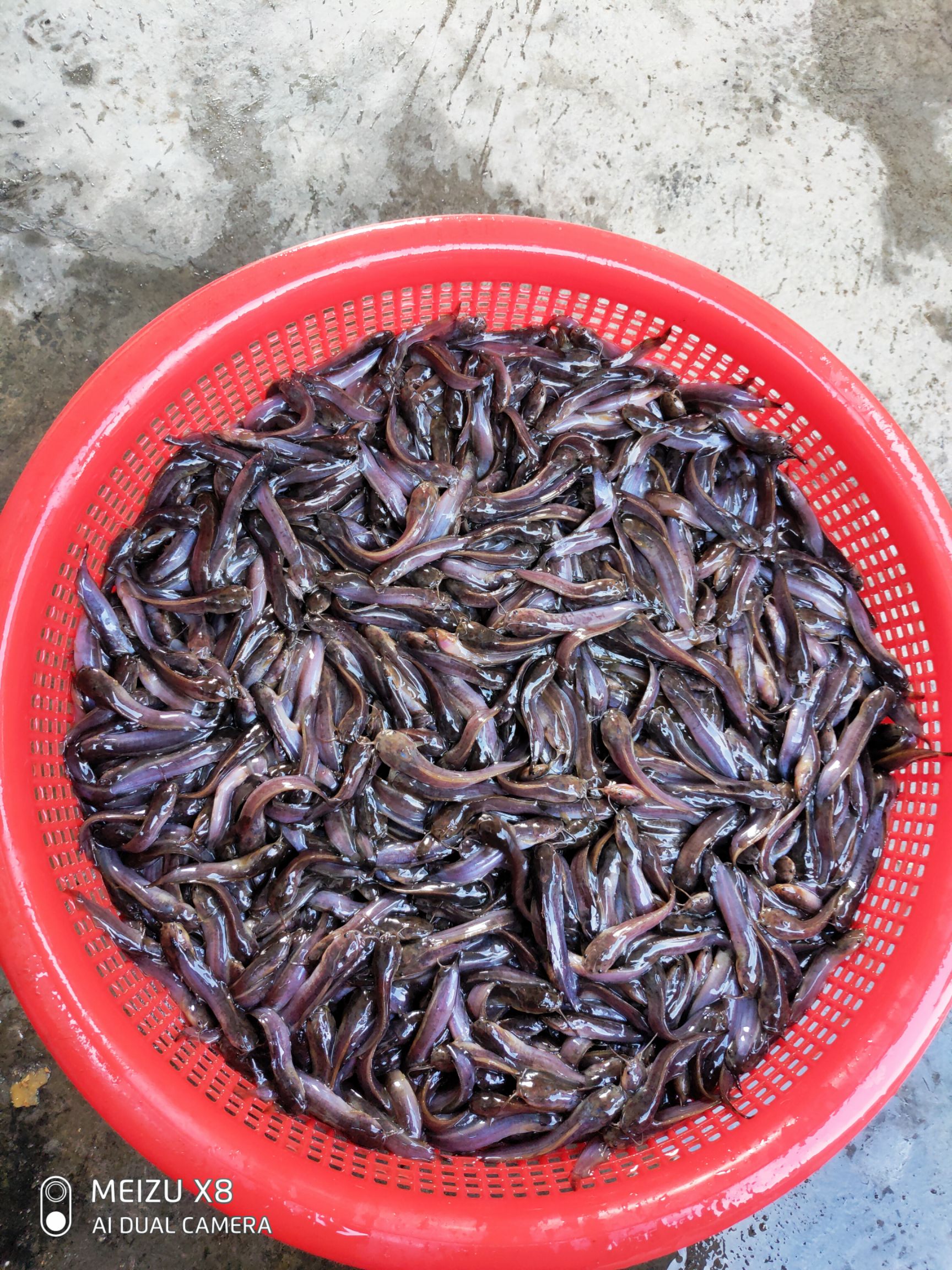  三黄塘角鱼，本地塘鲺