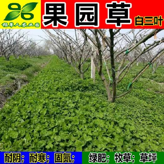 南宁 白三叶草种子 红三叶草种子 四季青多年生草坪果园绿肥花种籽包