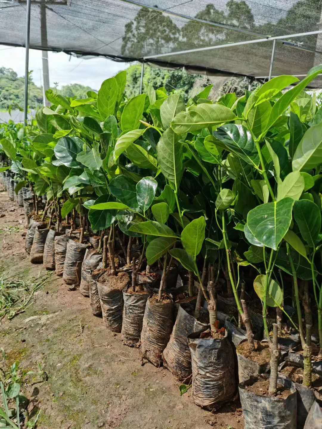 红肉菠萝蜜苗  红肉菠萝蜜树苗，优质嫁接泰国12号菠萝蜜8号菠萝蜜苗 包邮