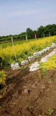 造型榆树 造型金叶榆