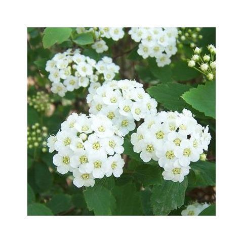  粉花绣线菊种子 麻叶绣线菊种子 柳叶绣线菊种子 蚂蝗梢种子