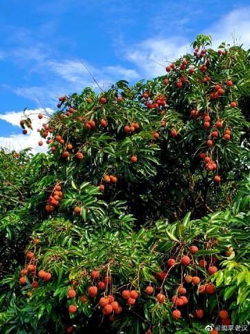 海丰县桂味荔枝 自家果园产小核桂味，价格便宜，量大从优，后续上传图片