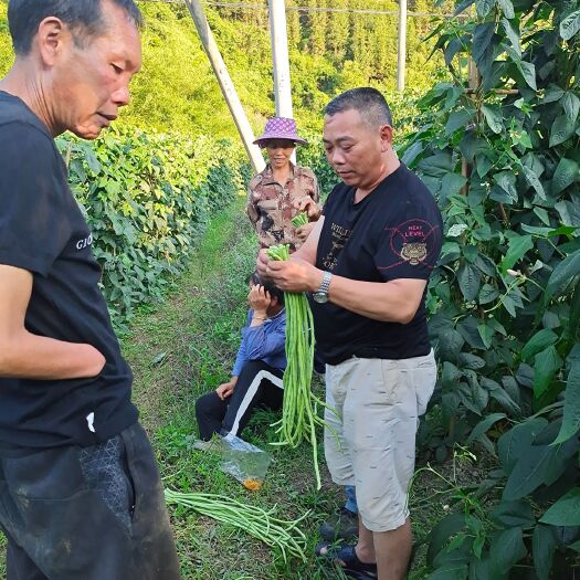 乐业县绿龙豆角 扶贫项目。