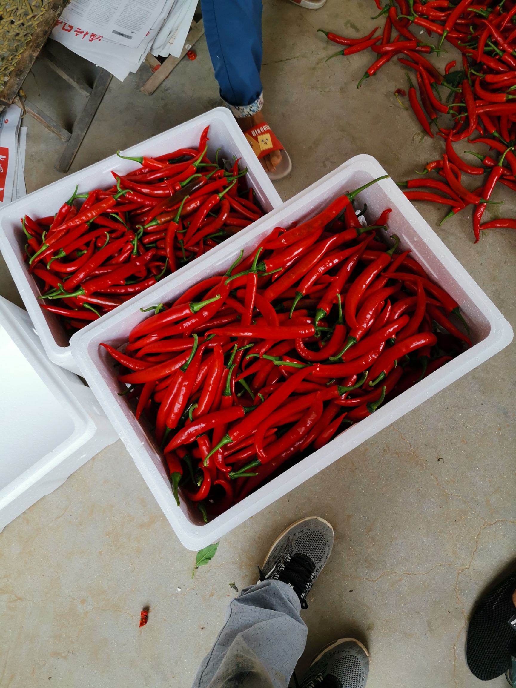 青州市精品大棚韩国红美人椒，基地直供，物流包邮