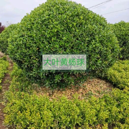 沭阳县 大叶黄杨球