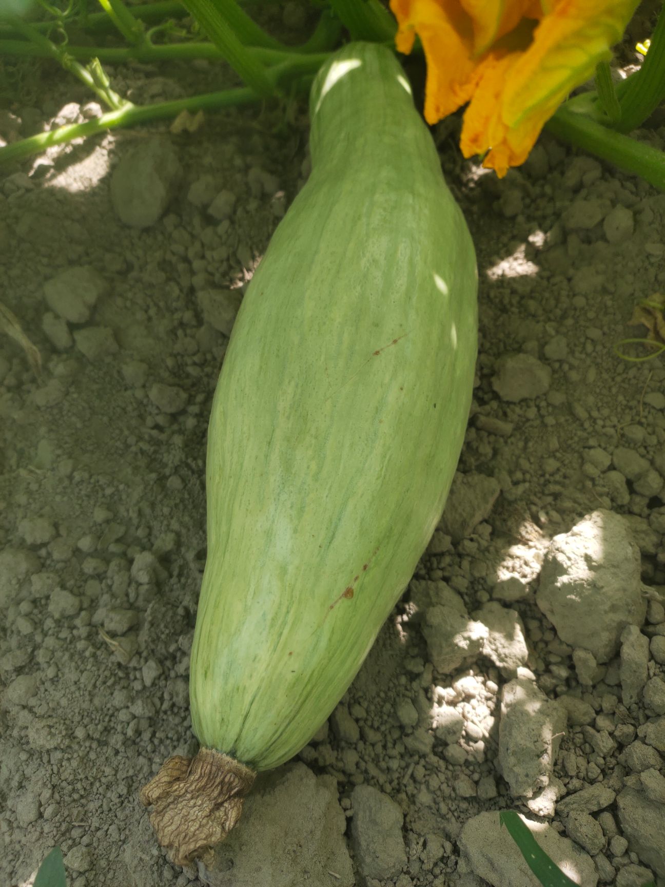 板栗南瓜 新疆阿克苏沙漠边缘丑瓜，