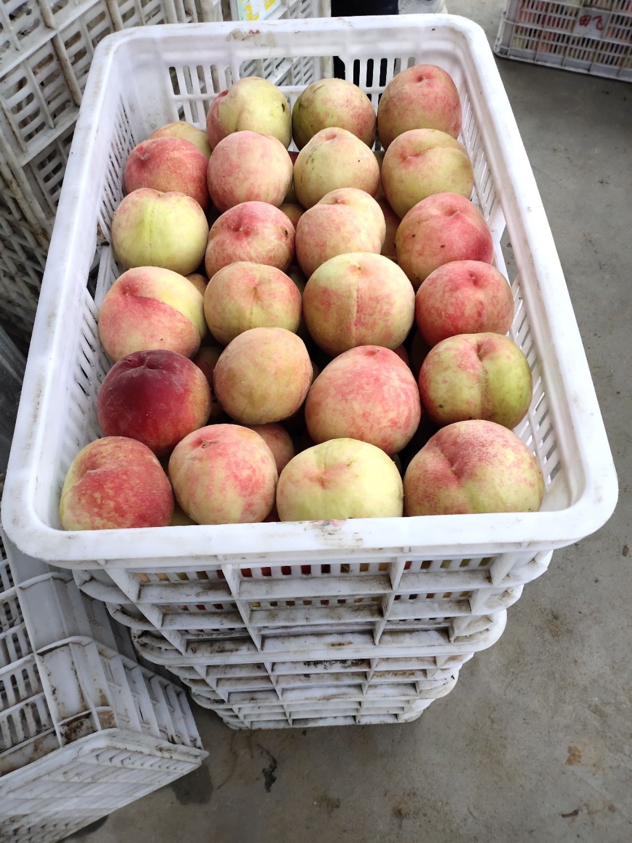 沙红桃 75mm以上 4-5两