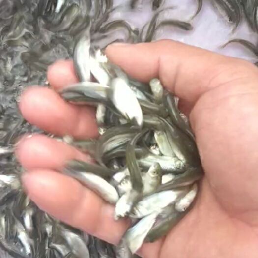 廉江市 鲮鱼鱼苗 土鲮鱼苗 量大从优