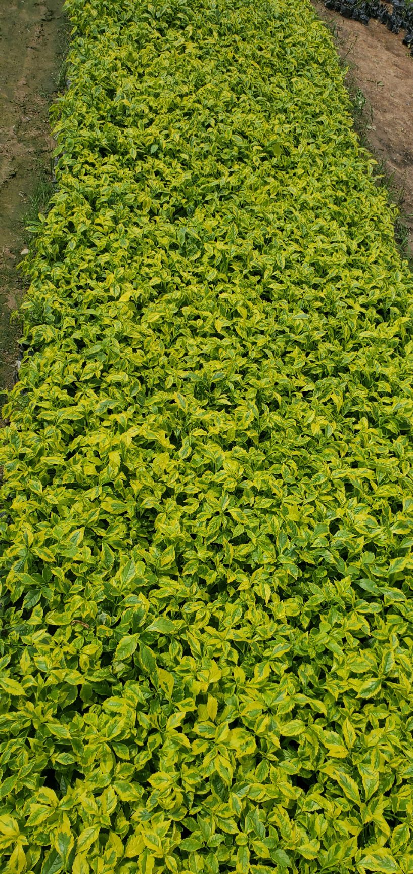  金边假连翘，夹竹桃，满天星，鹅掌柴，紫花翠芦绿，硬枝黄蝉等