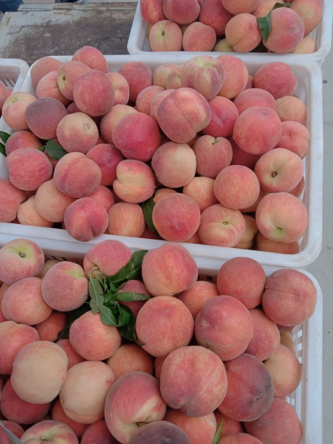 水蜜桃  预售《河南万亩桃园基地》春雪 春蜜 突围毛桃 上市中…