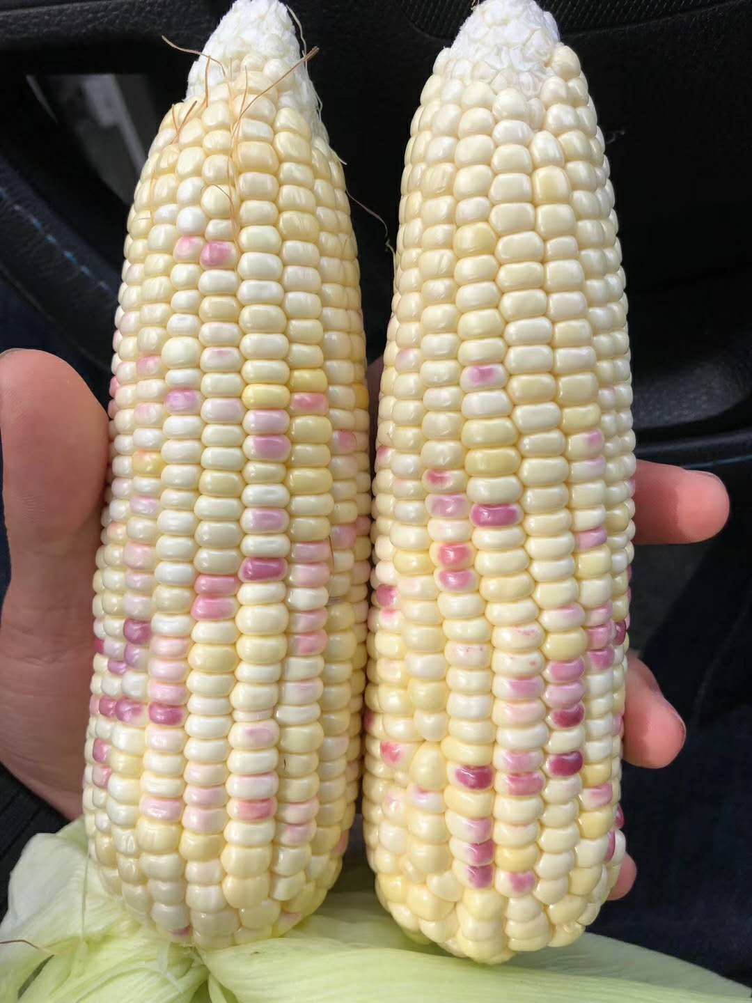 ♥️白糯玉米  花糯玉米 ♥️  产地大量上市  整车供应
