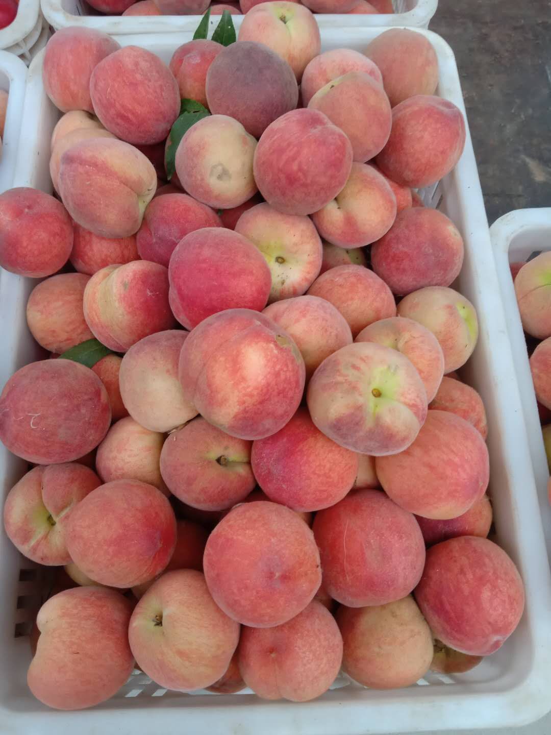  预售 突围毛桃，春雪，春蜜，毛桃，红皮黄肉脆桃