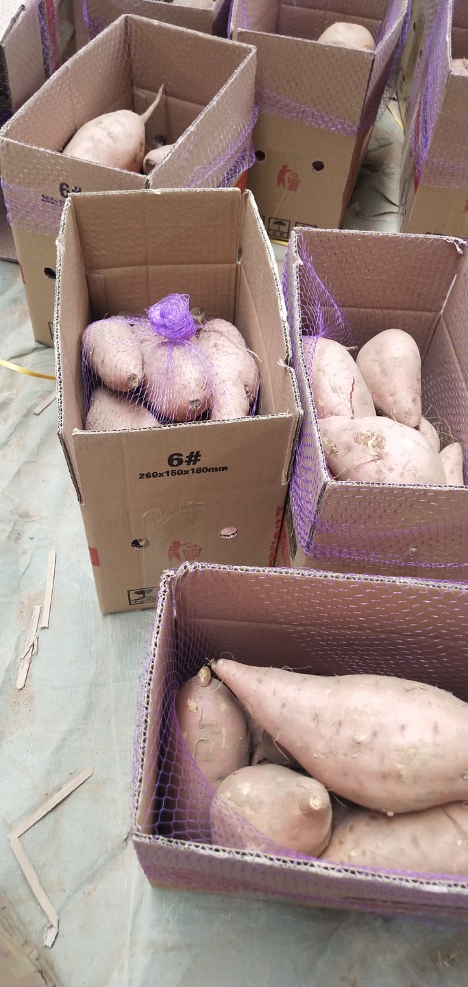 龙薯  龙九红薯1两起步上不限
电商前置仓打包，可视频看货，产地直供