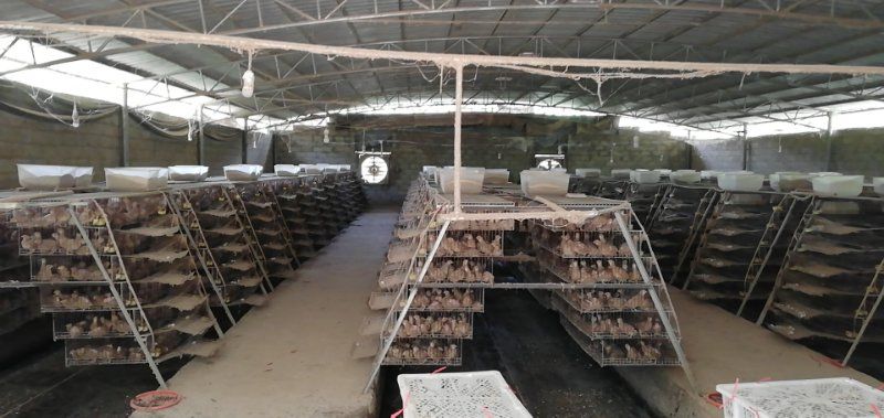  270天鹌鹑，60000羽