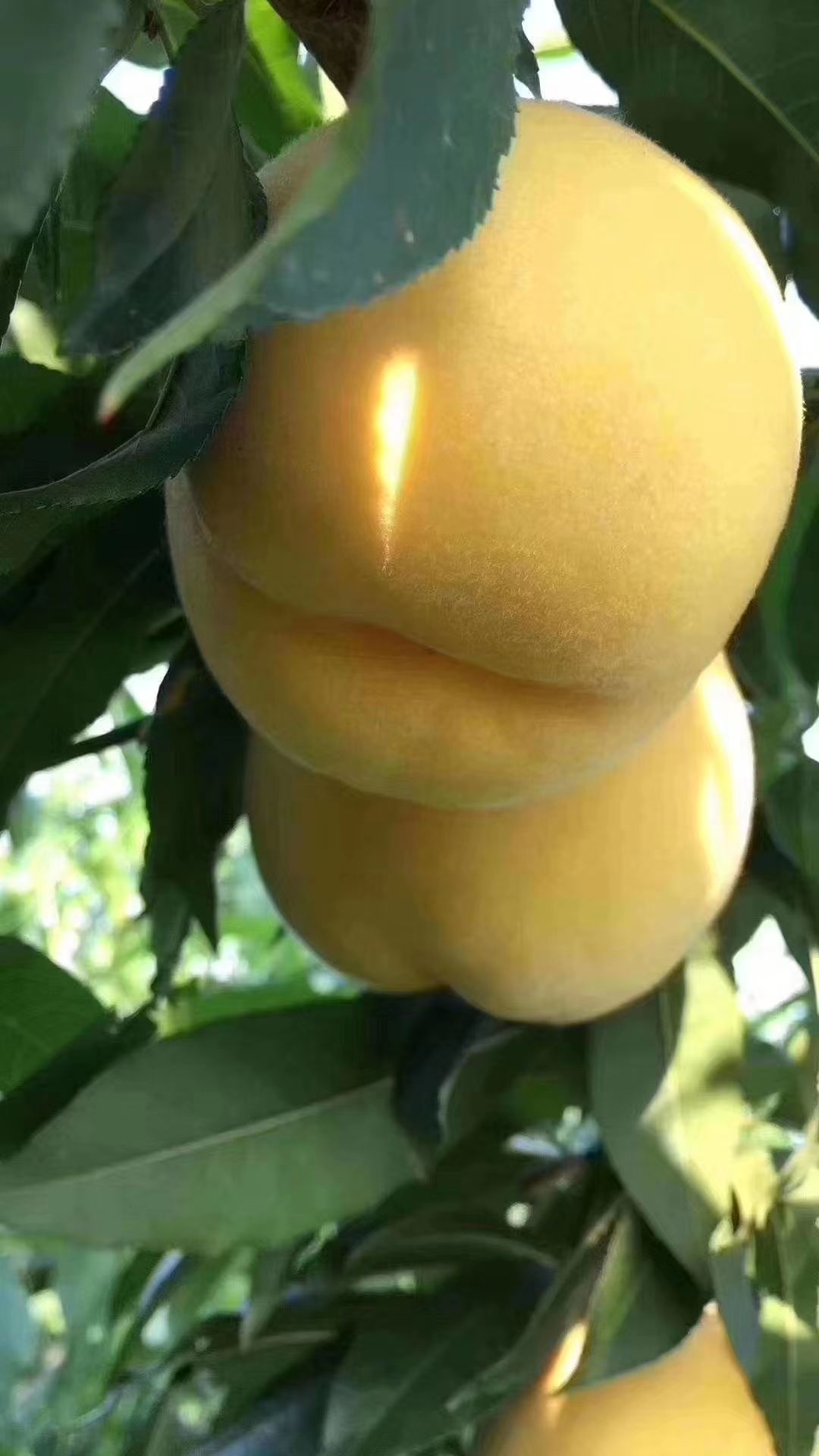  黄桃以黄色桃肉闻名，新摘的果子肉偏脆爽口，糖分18以上