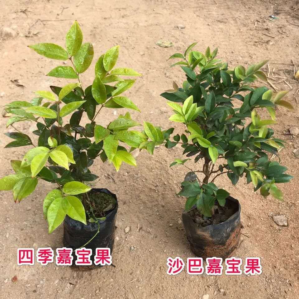 嘉宝果树苗 四季早生嘉宝果苗 艾斯嘉宝果 沙巴嘉宝果树苗