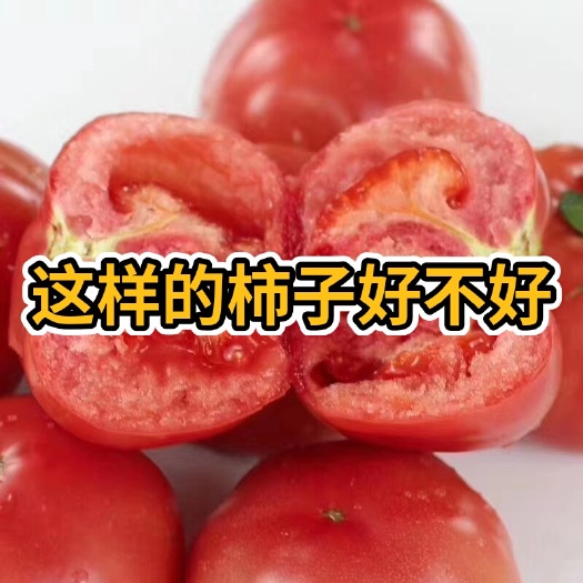 宁城县硬粉番茄 弧三以上