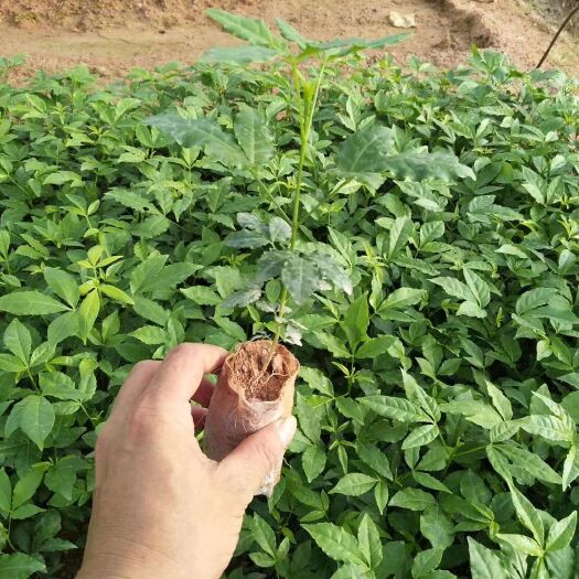 浦北县三丫苦 三叉苦种苗