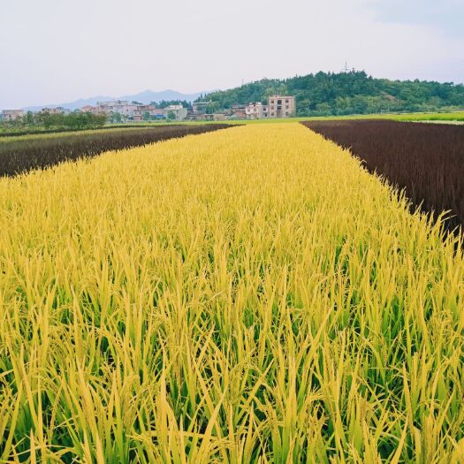 蓝山县彩色水稻种子