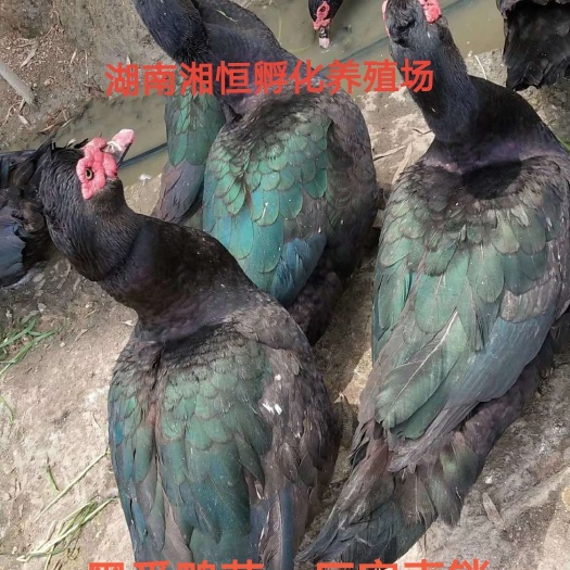 衡阳 大种黑番鸭苗，厂家直销，质量保证
