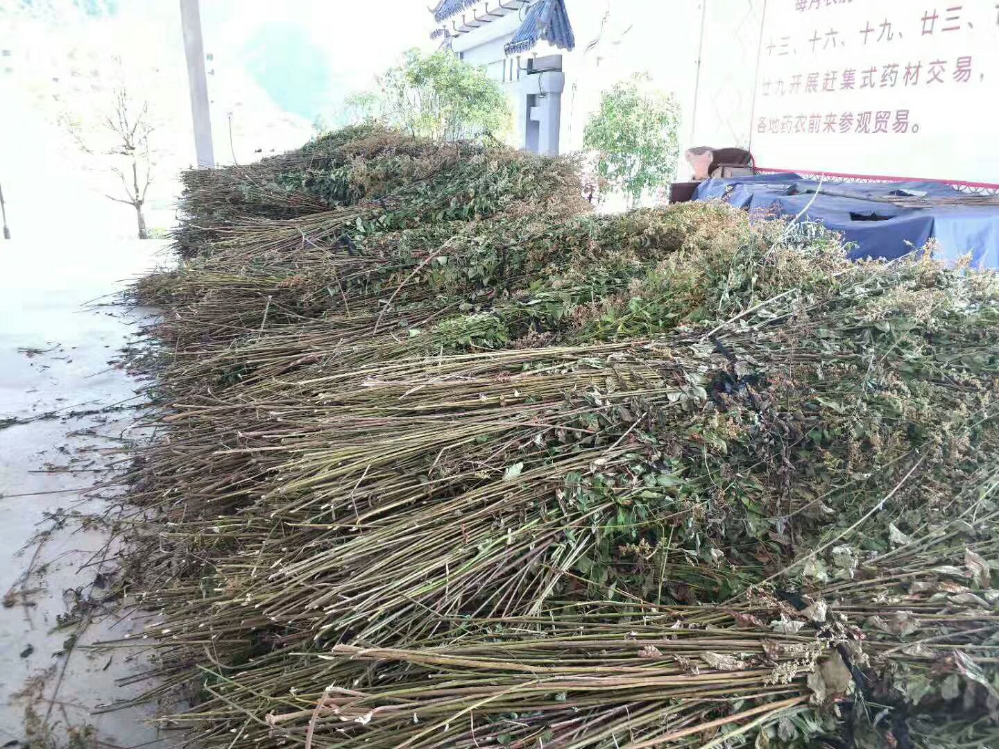 中药材刘寄奴