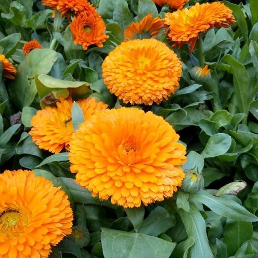 南宁 金盏菊种子盏盏菊黄金盏长生菊醒酒花常春花金盏种籽四季开花花卉