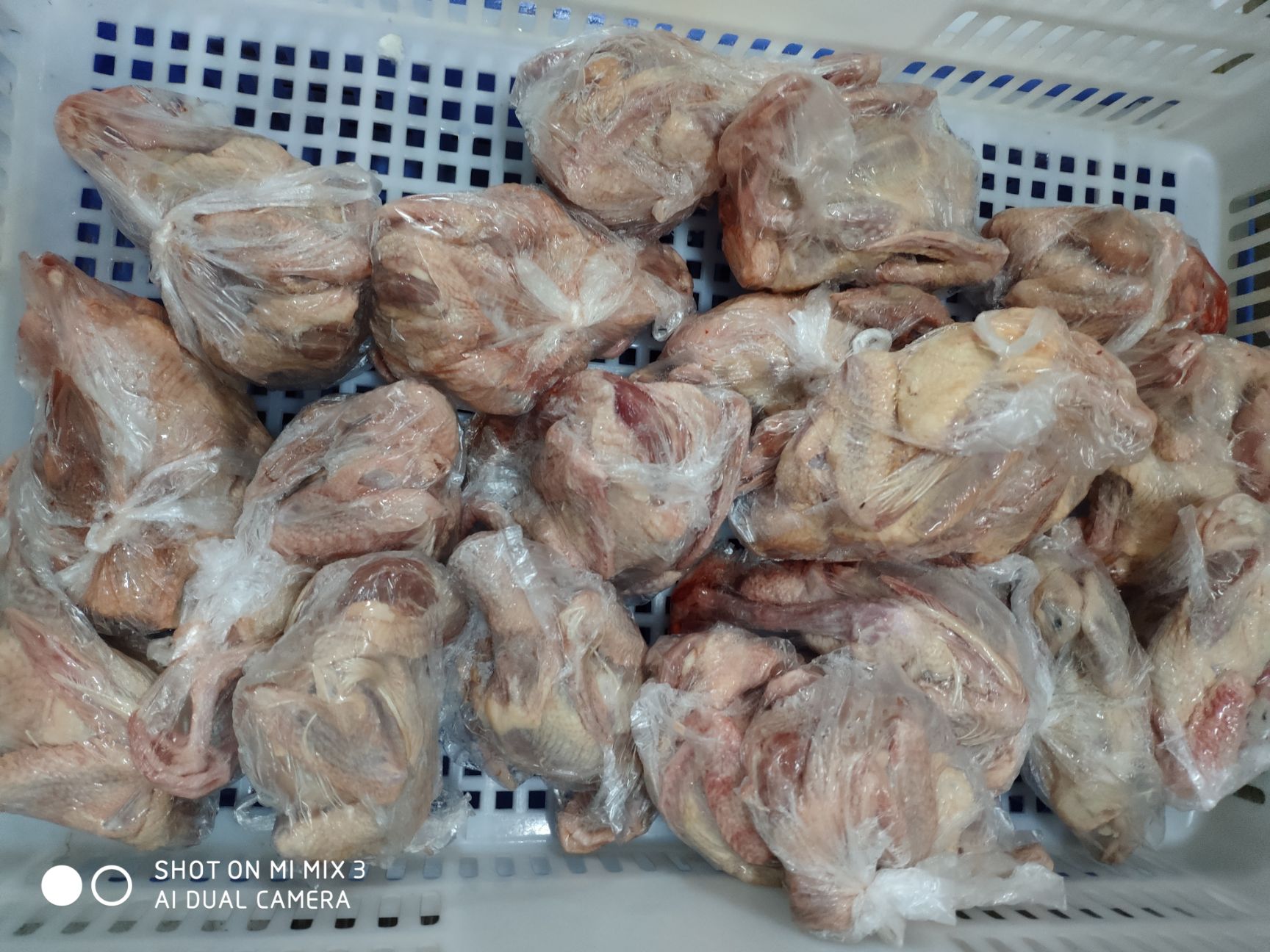 白鸽  速冻乳鸽批发(全国发货