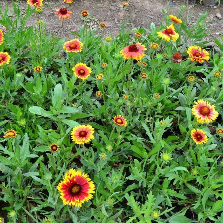  天人菊多年生宿根种子耐寒鲜花园林景观绿化花卉园艺种籽庭院阳台