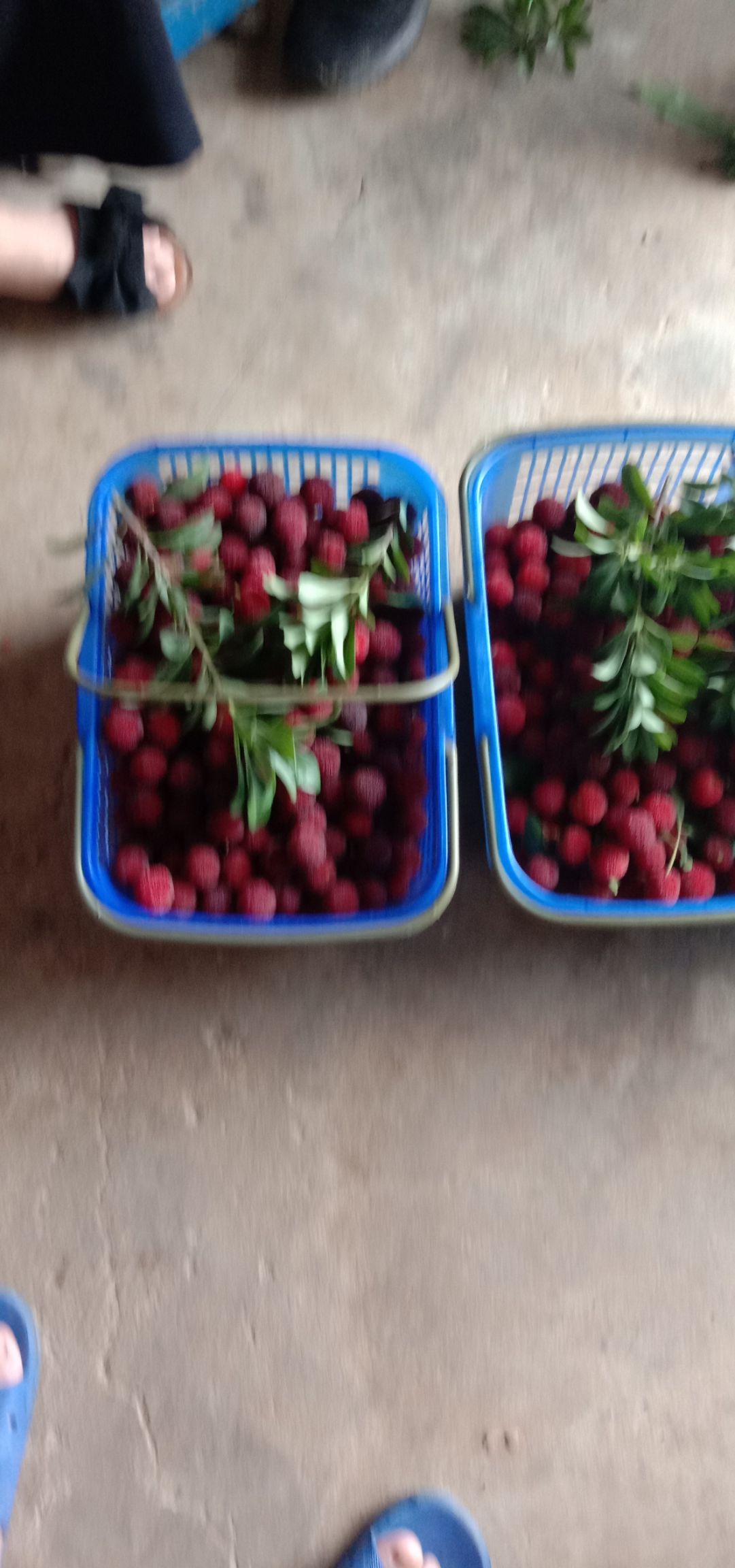 黑炭梅 绿色环保口感好甜度强