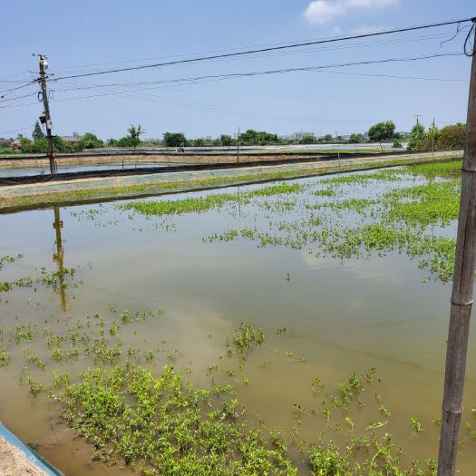 豆苗 大闸蟹豆苗/蟹苗/7母9公大母本/自带母本培育硬规格