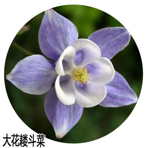  大花重瓣耧斗菜种子100粒四季开花多年生阳台室内外庭院花卉种