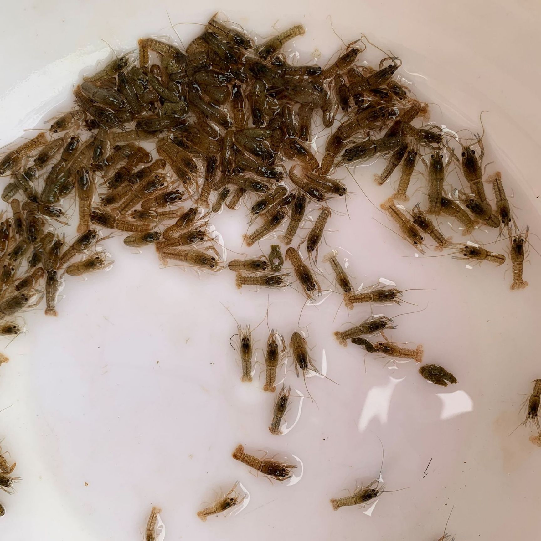  淡水澳洲小龙虾苗  保质保量  全国接单批发发空运