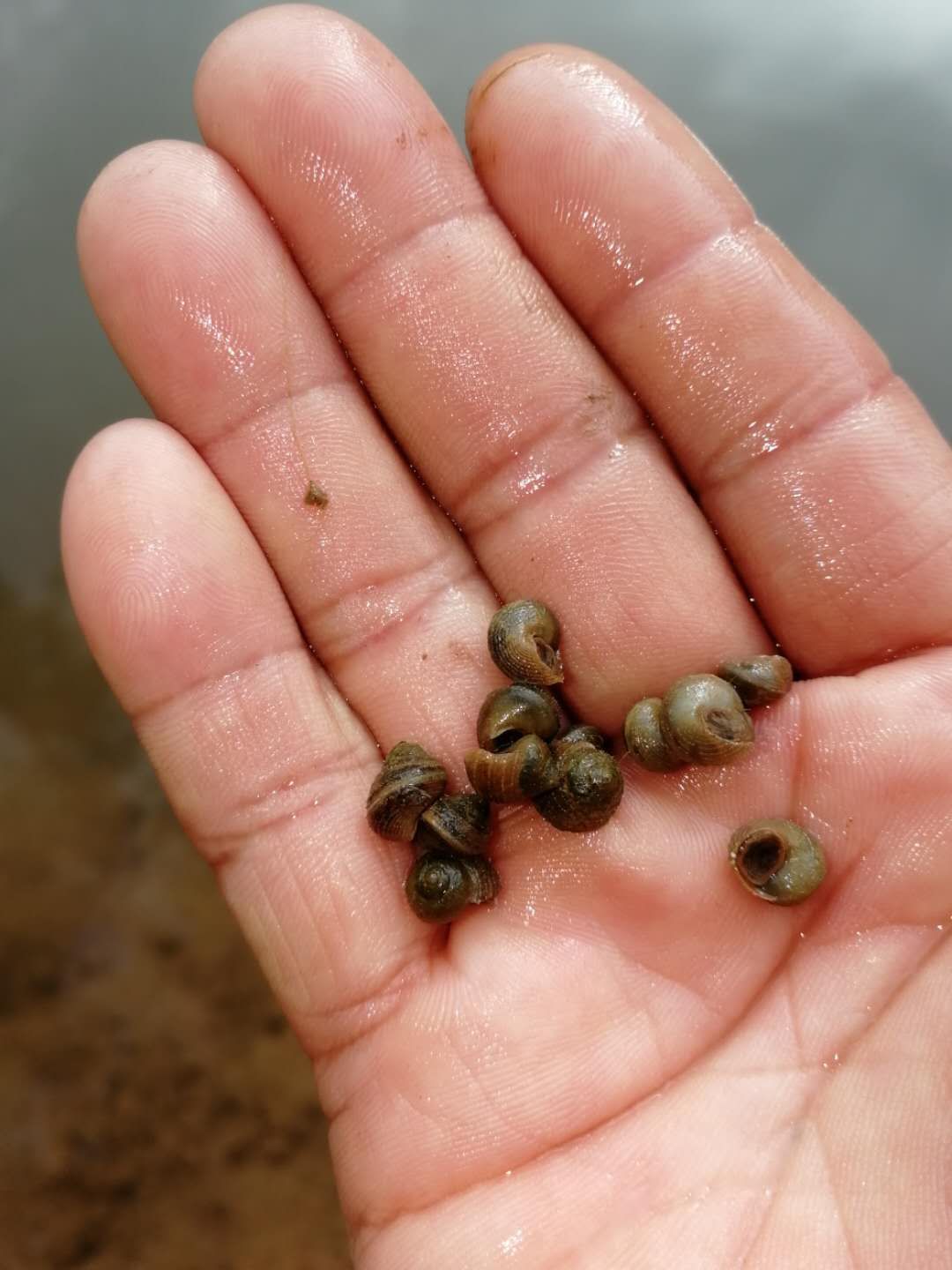 螺蛳 饲料螺。水蛭开口螺。