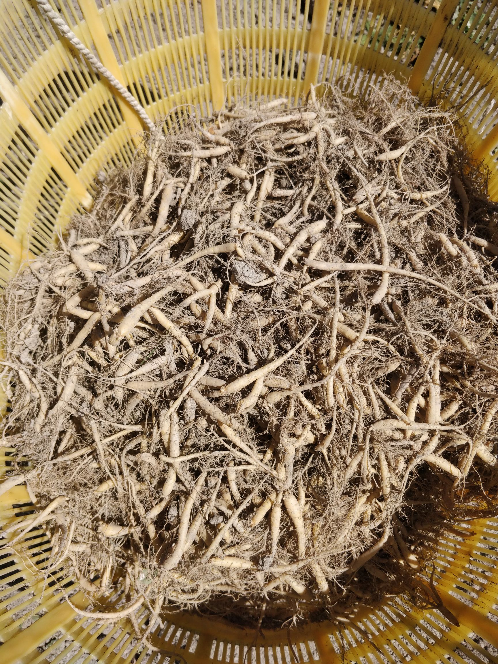 太子参农户自制，绝剂，原产地直接供货