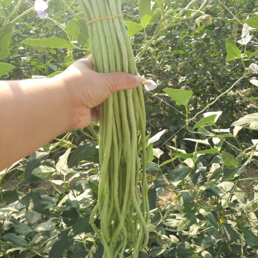 蠡县长豇豆 40cm~70cm