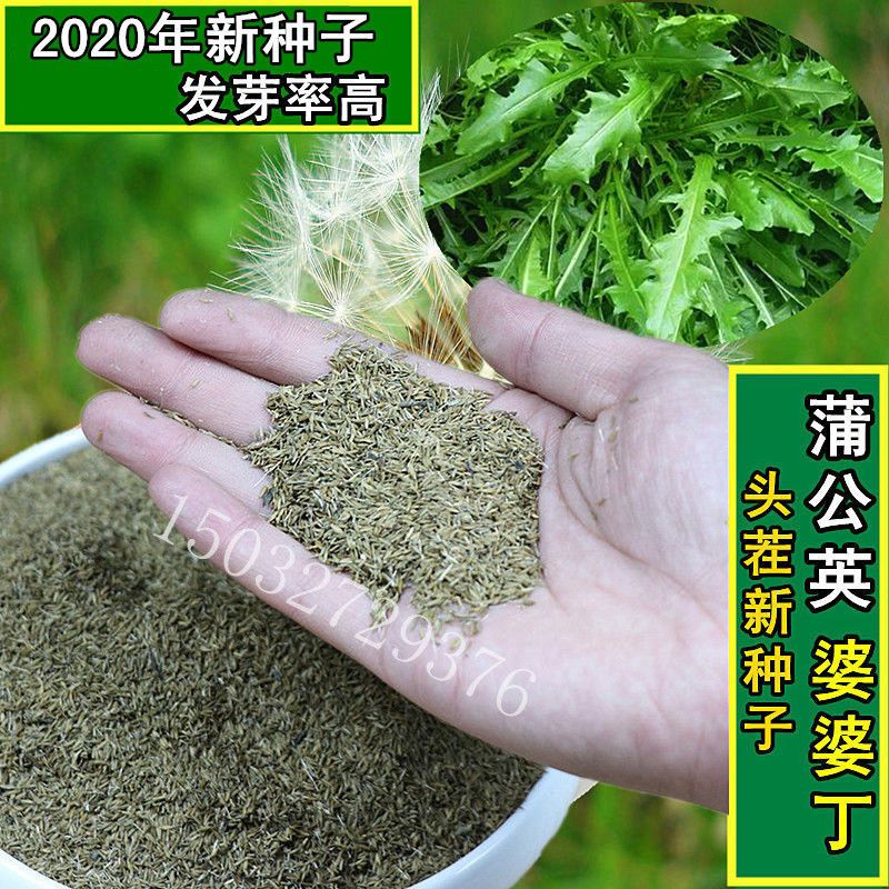  新产蒲公英种子籽野菜婆婆丁种植种四季播种多年生种籽